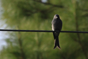 Ashy Drongo